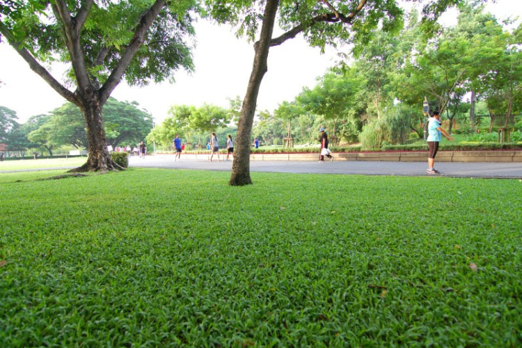 Dịch vụ cắt cỏ Cỏ trồng ở công viên