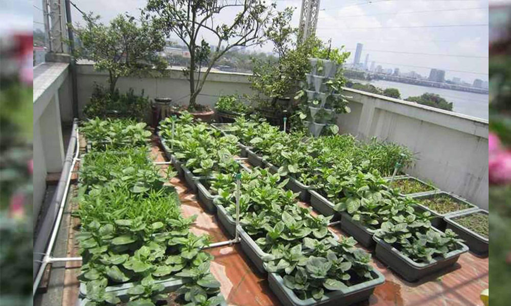 Cây cối mọc trên sân thượng