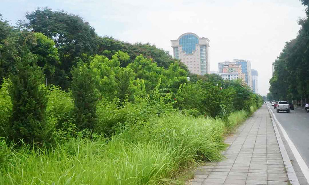 Dịch vụ cắt cỏ Cỏ mọc um tùm